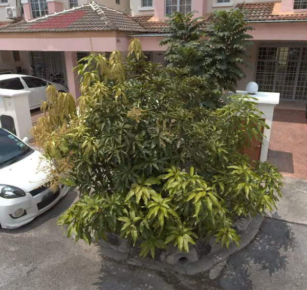 tree photo