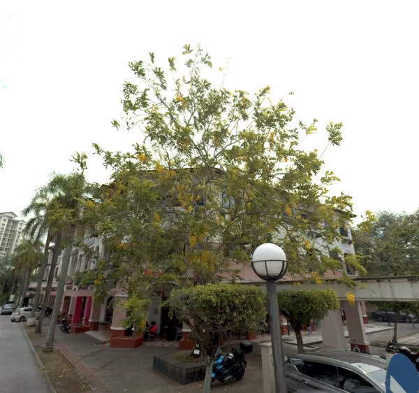 tree photo