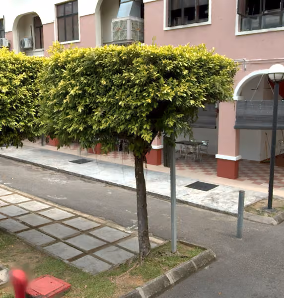 tree photo