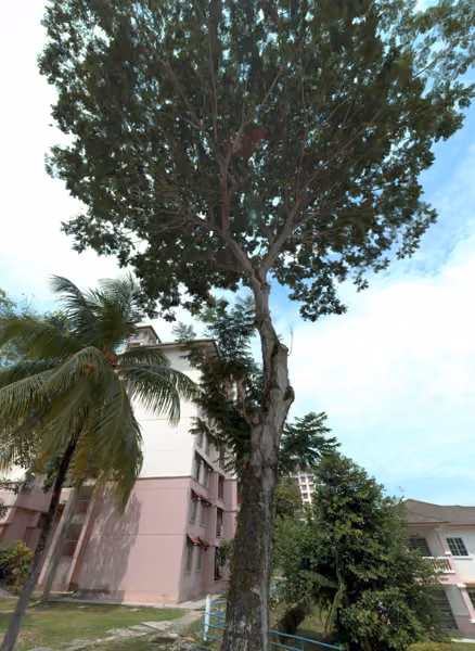 tree photo