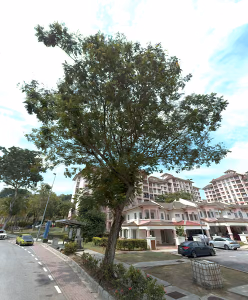 tree photo