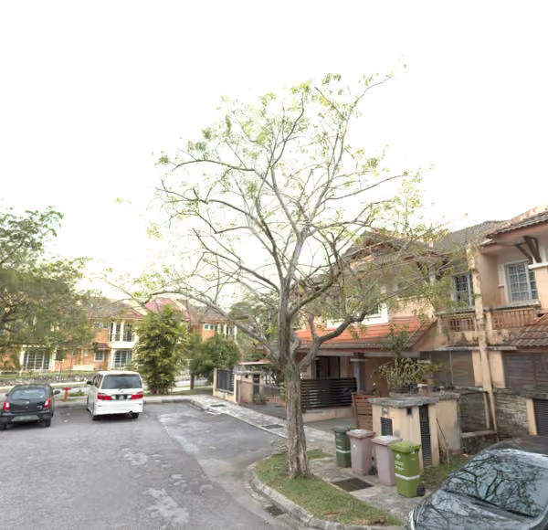 tree photo