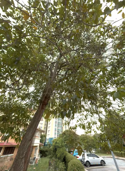tree photo