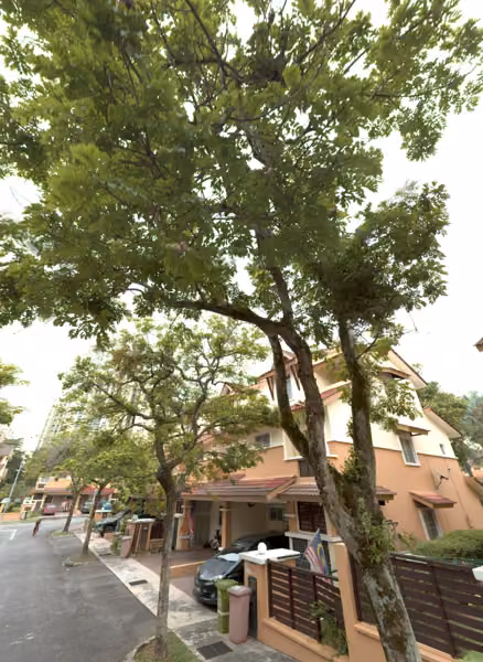 tree photo