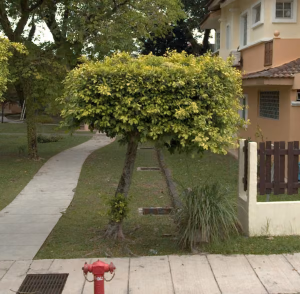 tree photo