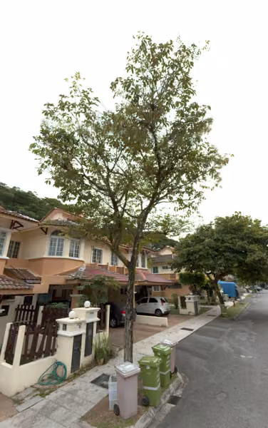 tree photo