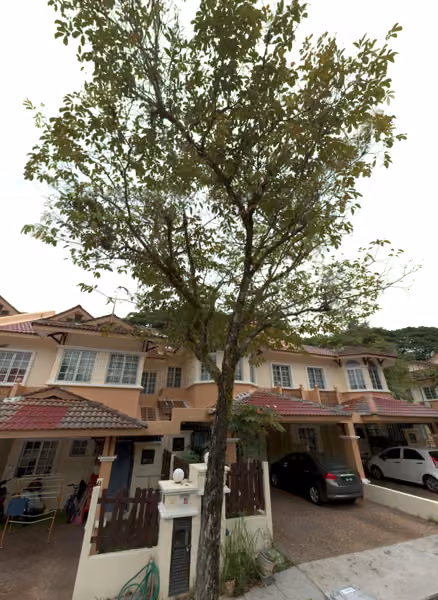 tree photo