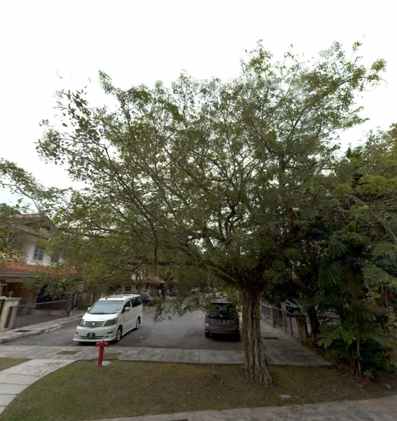 tree photo