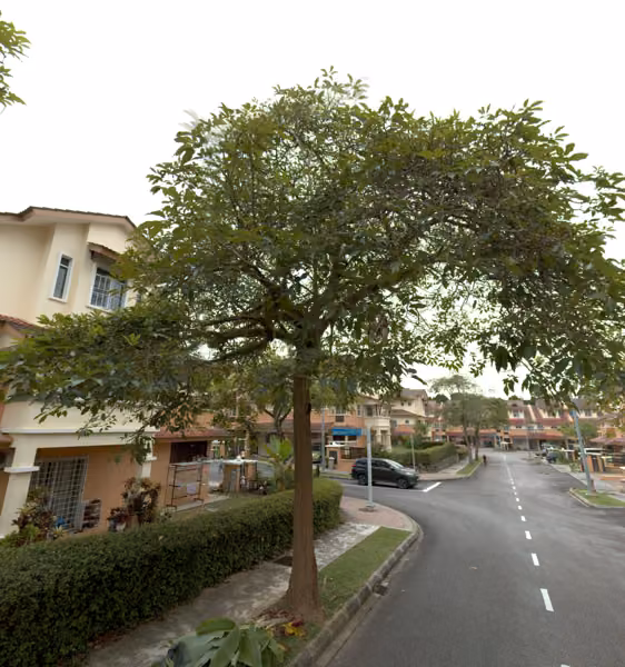 tree photo