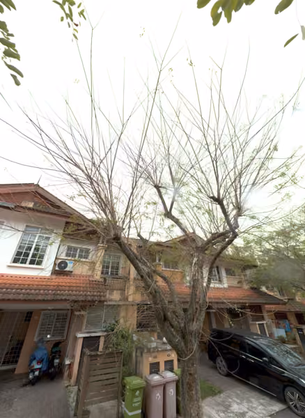 tree photo