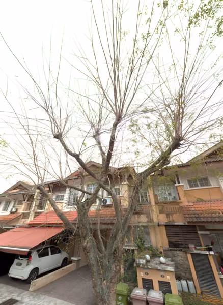 tree photo