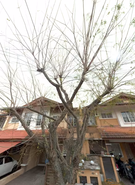 tree photo