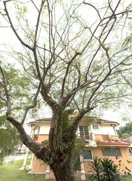 tree photo