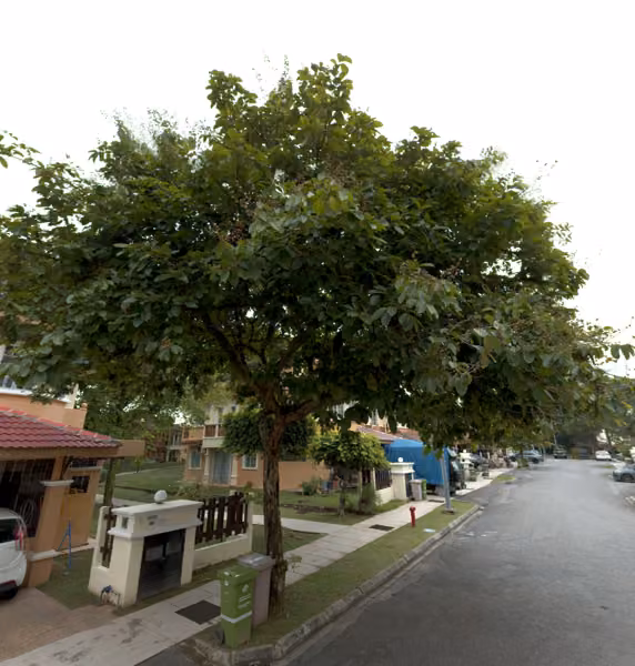 tree photo