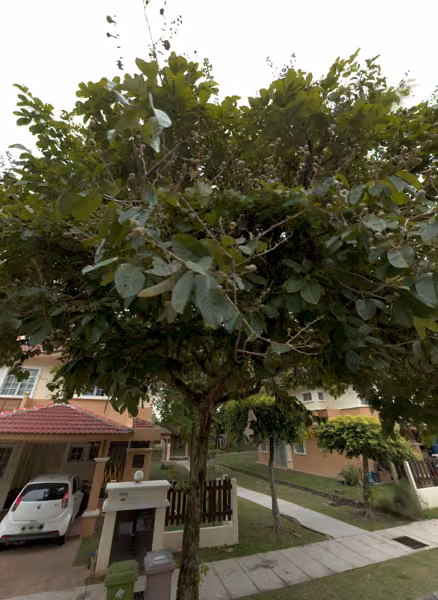 tree photo