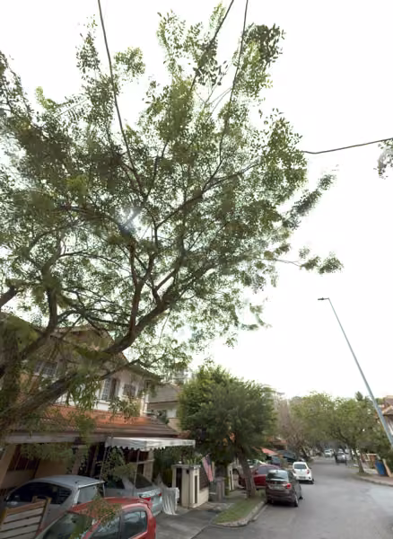 tree photo