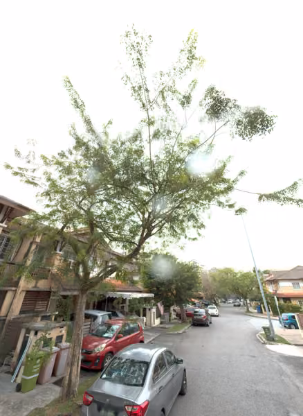 tree photo