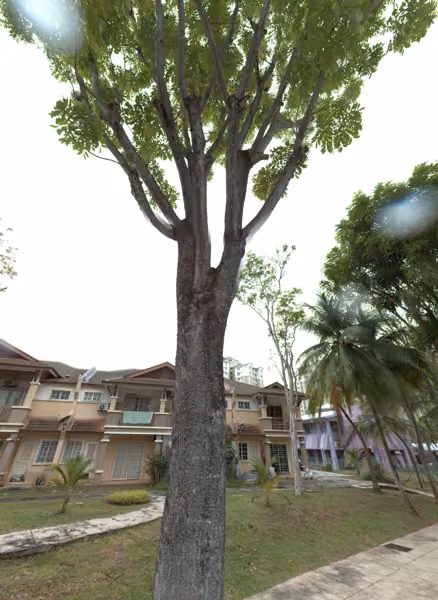 tree photo