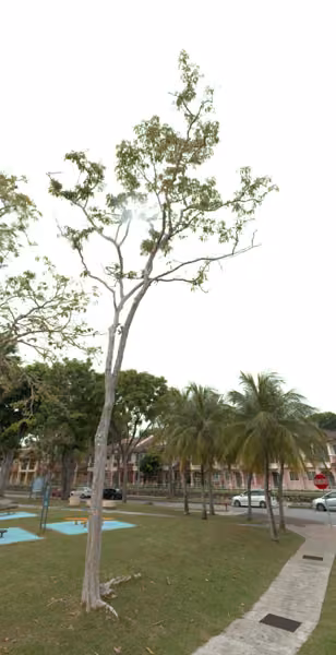 tree photo