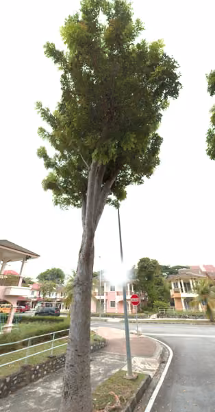 tree photo