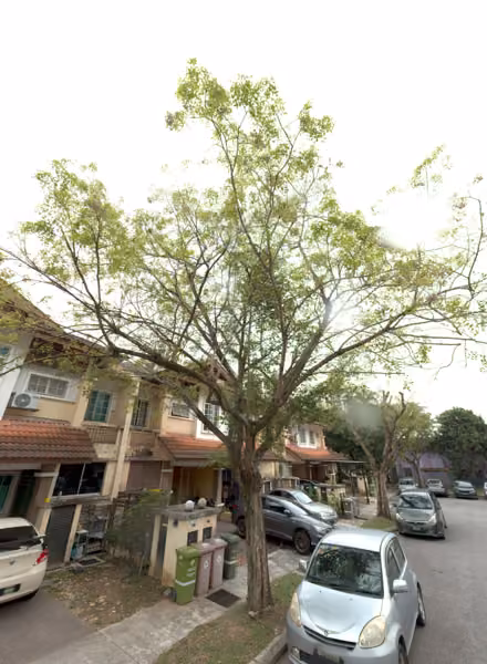 tree photo