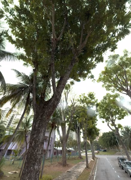tree photo