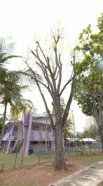 tree photo