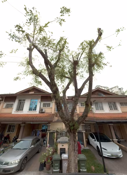 tree photo