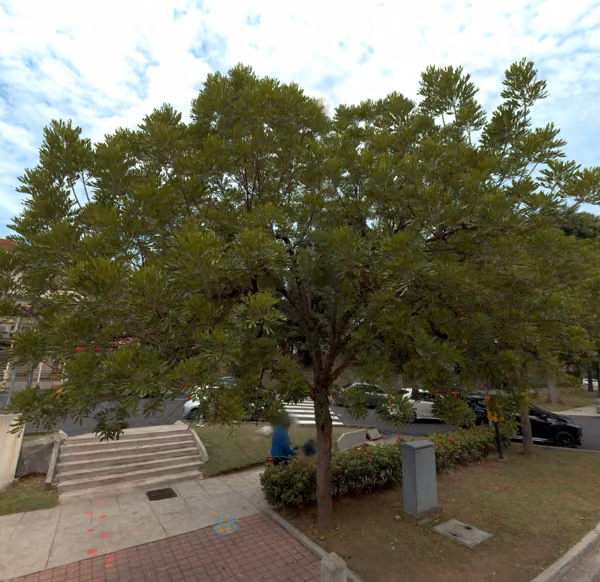 tree photo