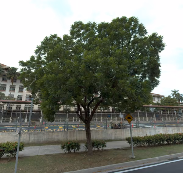 tree photo