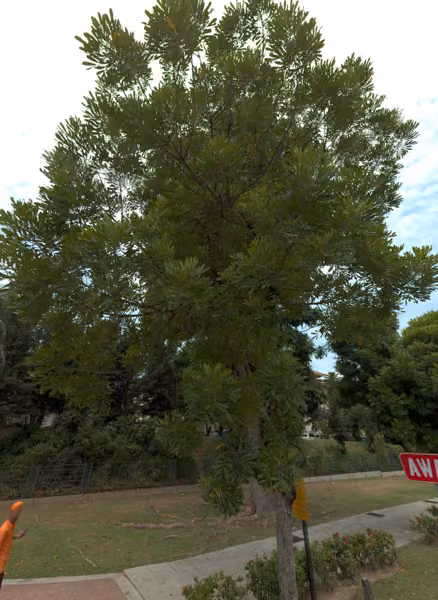 tree photo