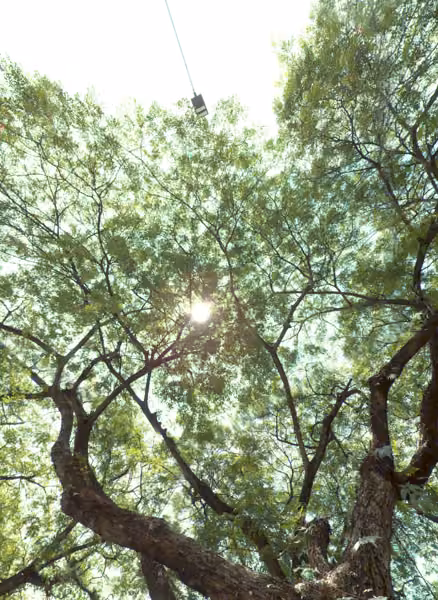 tree photo