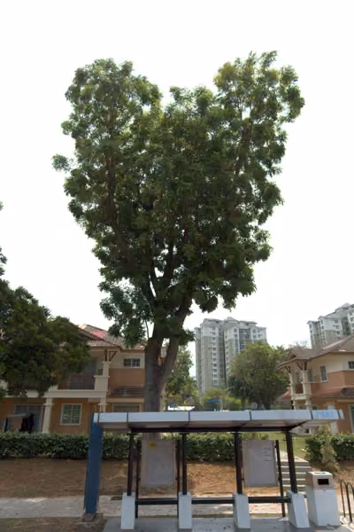 tree photo