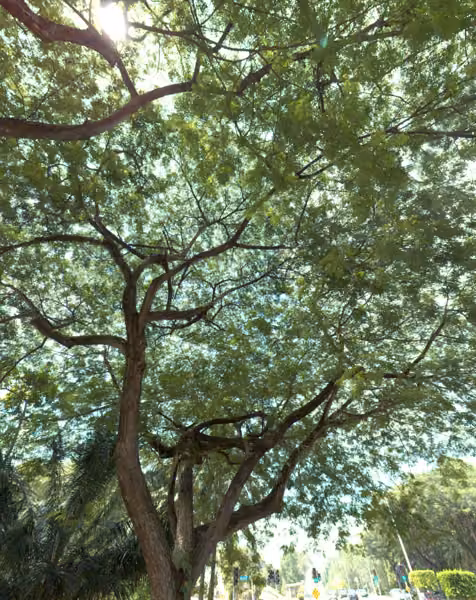 tree photo