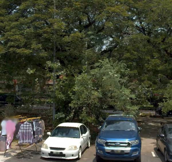 tree photo