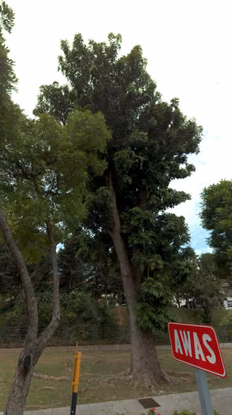 tree photo