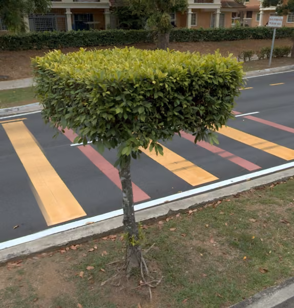 tree photo