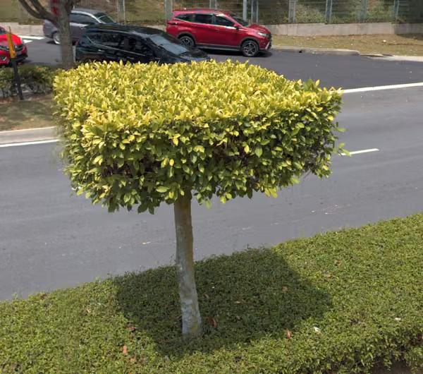 tree photo