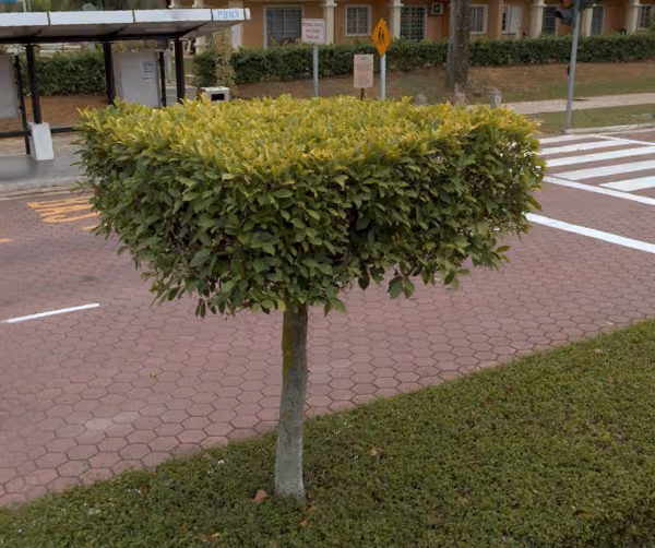 tree photo