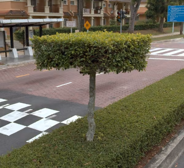 tree photo
