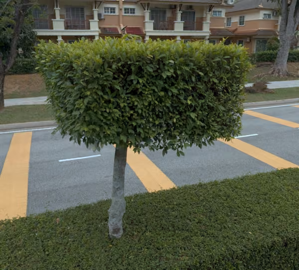 tree photo