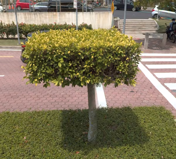 tree photo