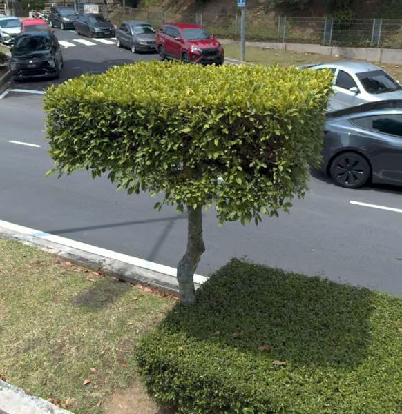 tree photo