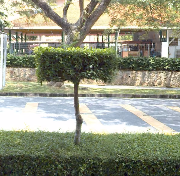 tree photo