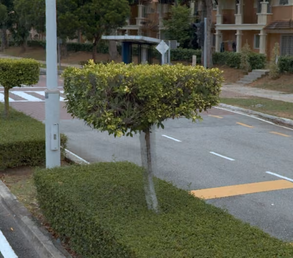 tree photo