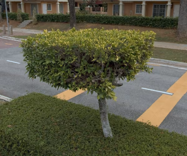 tree photo