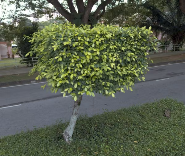 tree photo