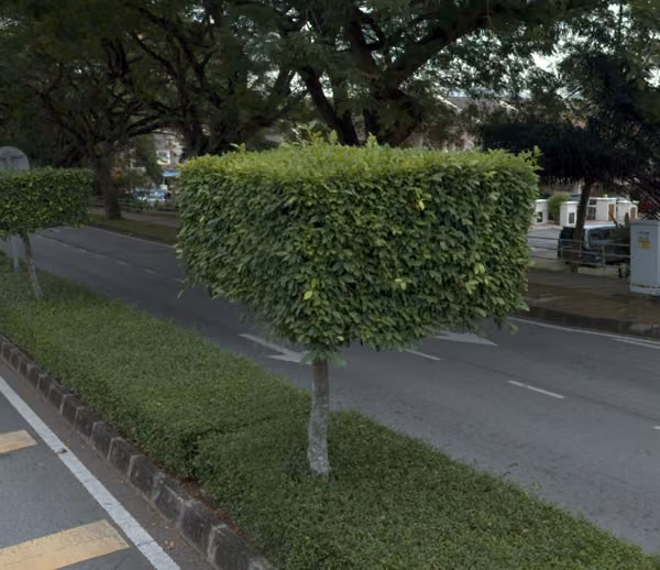 tree photo