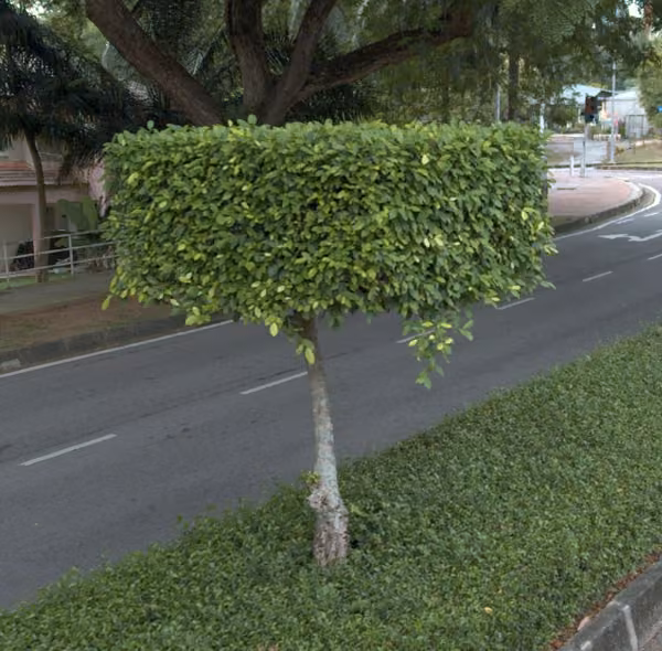 tree photo