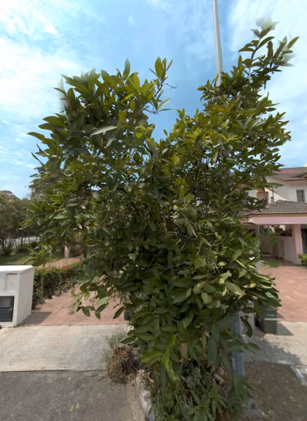 tree photo